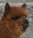 Kassadee